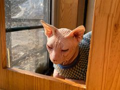 -猫小院猫主题咖啡厅(北锣店)