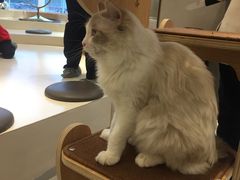 -飞行喵MR PILOT|猫舍·猫咖(静安大融城店)