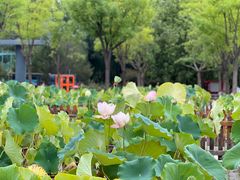 -莲花池公园