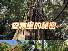 -霸王岭国家森林公园