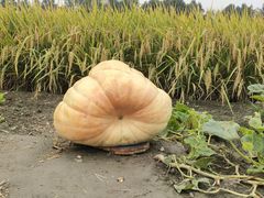 -中国天府农业博览园