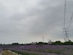 -紫颐香薰山谷景区