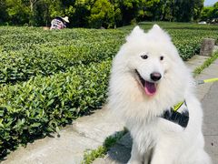 -龙坞茶村