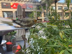 -斯普汇生蚝牛排馆(中骏世界城店)