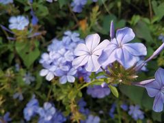 -松山湖梦幻百花洲