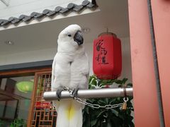 -大胡同天津菜·海肠捞饭·津门皮皮虾锅贴一绝(西姜井店)