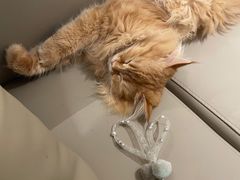 -猫腻·猫咖·撸猫馆(星光大道店)