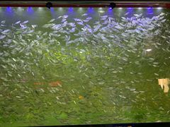 -中环花鸟鱼虫市场