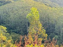 -黄埔油麻山森林公园