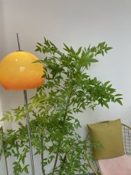 -变美丽半永久纹眉连锁·机器野生眉·洗眉