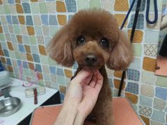 -宠颐生猫科·内科皮肤科(西平世纪城店)