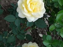 -好利来(新建北路店)