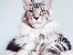 -十年猫舍·猫咪专门店(普陀店)