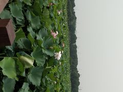 -荷塘月色湿地公园·向阳花洲