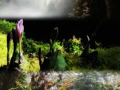 -昆明植物园