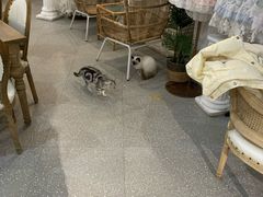 -共舞时光猫咖·狗咖(新街口店)