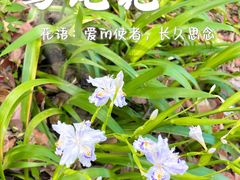 -上海滨江森林公园