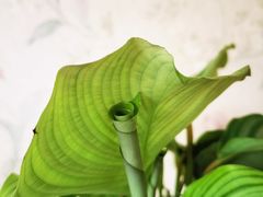-双季花艺园艺市场(浦东店)