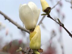 -武汉紫薇都市田园