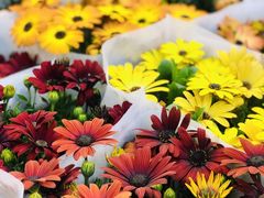 -双季花艺园艺市场(浦东店)