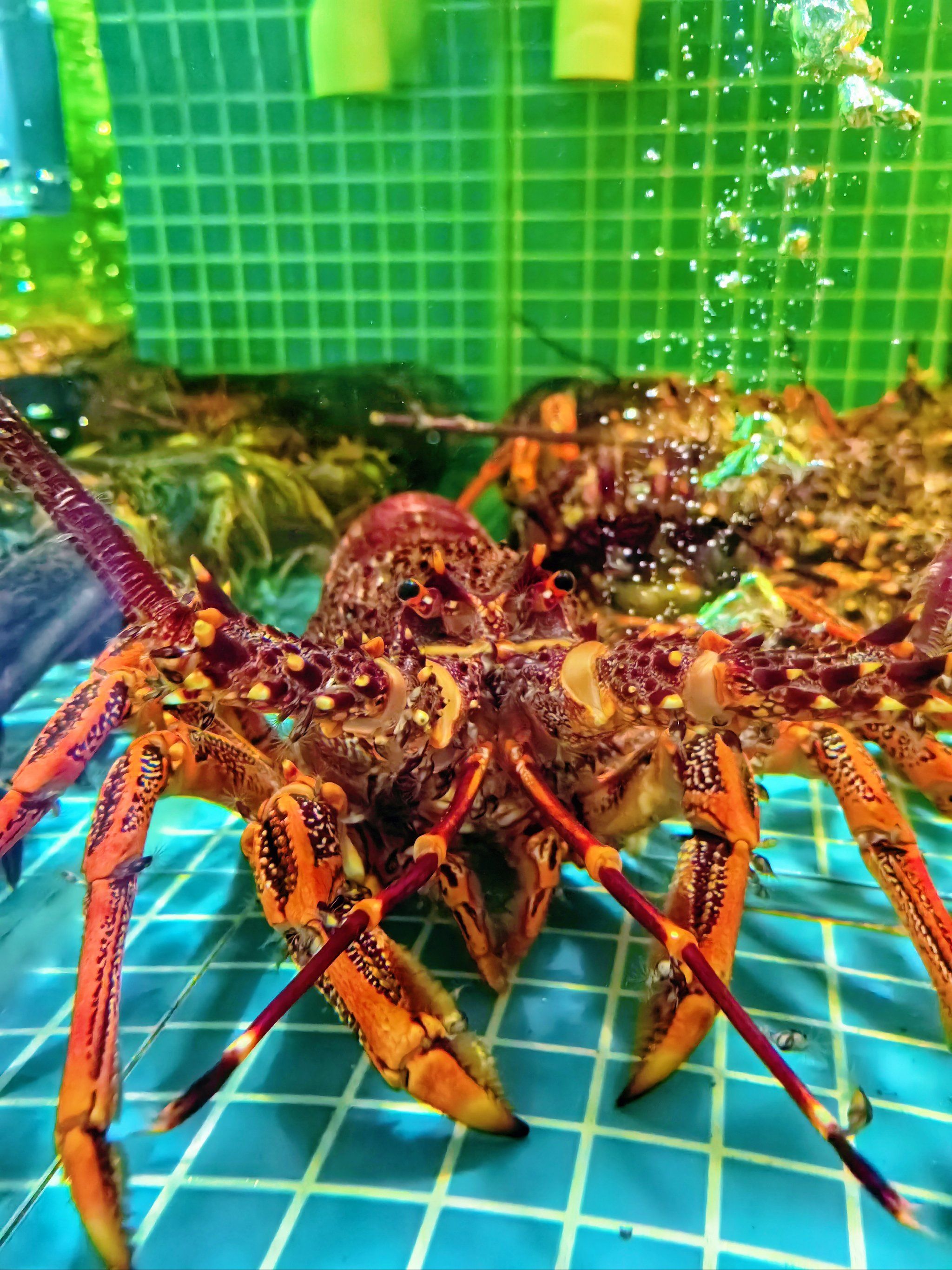 哈尔滨开在海鲜市场楼上的海鲜饭店!