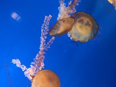 -太平洋海底世界