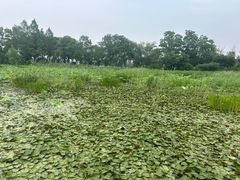 -长兴太湖图影湿地文化园