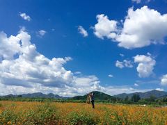 -北京东方普罗旺斯薰衣草庄园