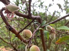 -南国桃园旅游度假区