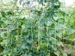 -金明姬铁锅炖(东坝店)