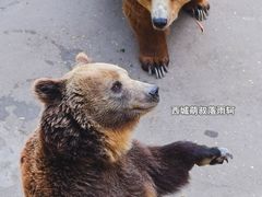 -保定市动物园