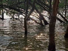 -宝安西湾红树林湿地公园