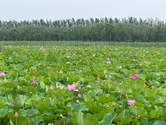 -西青郊野公园