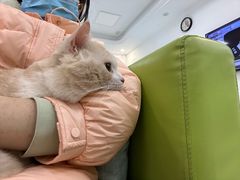-北京观赏动物医院·24小时大型综合·猫专科·异宠专科