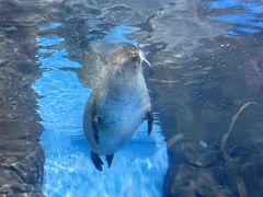 -上海海洋水族馆