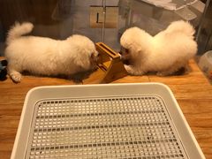 -狗道宠物(常熟印象城店)