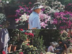 -桂林市花鸟市场