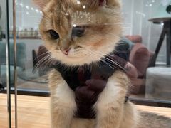 -袖虎·猫馆(体育西路店)