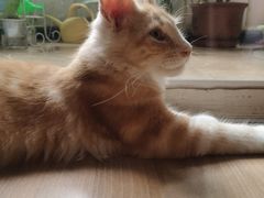 -纳吉亚猫专科动物医院博雅分院
