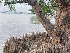 -宝安西湾红树林湿地公园