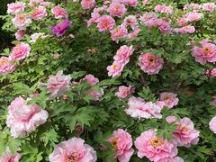 -洛阳市隋唐城遗址植物园