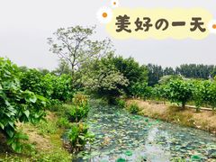 -海上田园