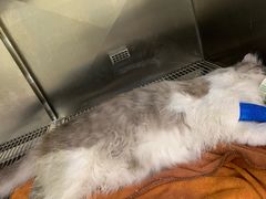 -瑞鹏宠物医院·骨科·猫科·内科(第一中心)