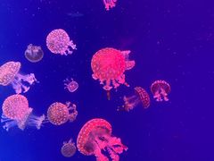 -上海海昌海洋公园