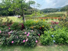 -梧桐山风景名胜区