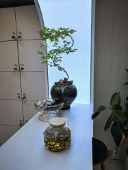 -章光101防脱养发荟