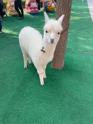 -萌宠亲子动物乐园(槐房万达店)