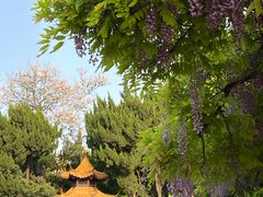 -嘉定紫藤园