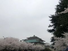 -武汉大学-樱园
