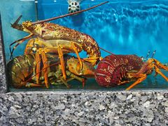 -宝燕海鲜(好爱店)